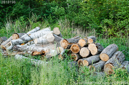 Image of stack of logs in grass at edge of summer forest 