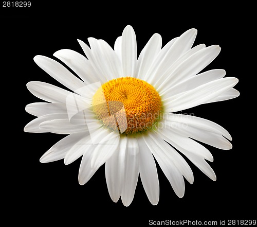 Image of Chamomile isolated on black background