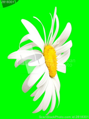 Image of White chamomile on green. Close-up view