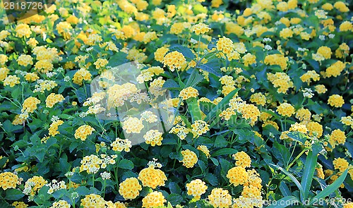 Image of yellow flowers