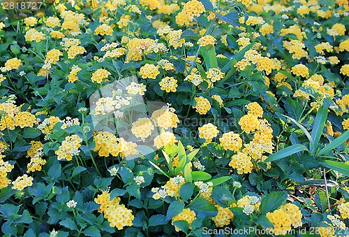 Image of yellow flowers