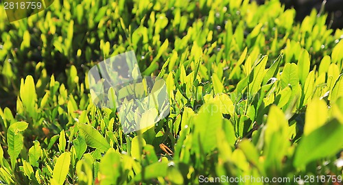 Image of green grass