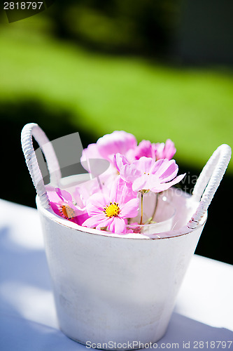 Image of Pink daisy flowers