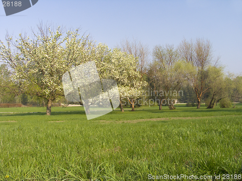 Image of Meadow with apple-trees