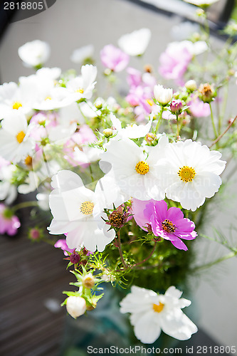 Image of Pink and white daisy flowers