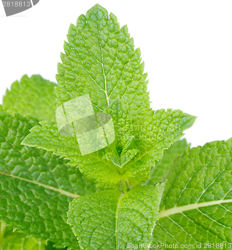 Image of Mint Leaves