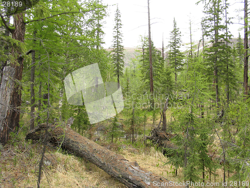 Image of Taiga on the North of Siberia