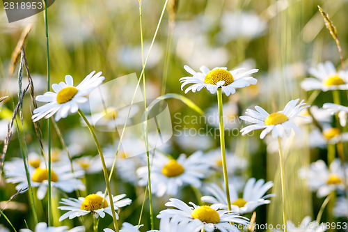 Image of daisy flower field