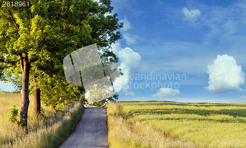 Image of rural path with trees next to meadows