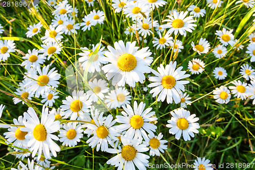 Image of daisy flower field