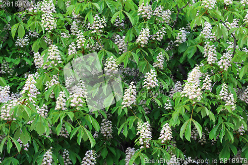 Image of Blossoming of chestnut-tree