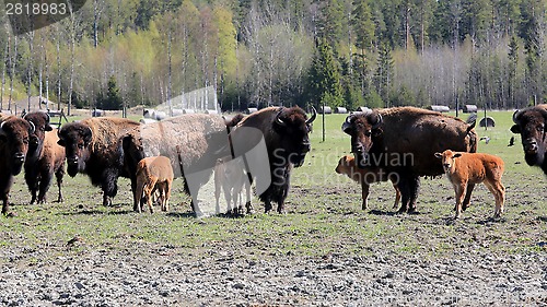 Image of Herd of American Bisons grazing at Spring