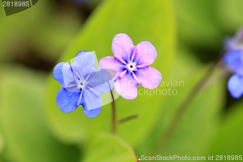 Image of Blue and Pink Flowers of Omphalodes verna