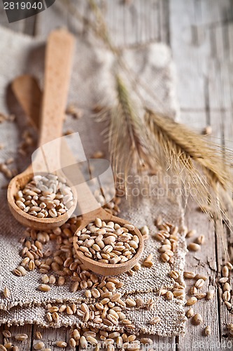 Image of wheat grain in wooden spoons and ears 