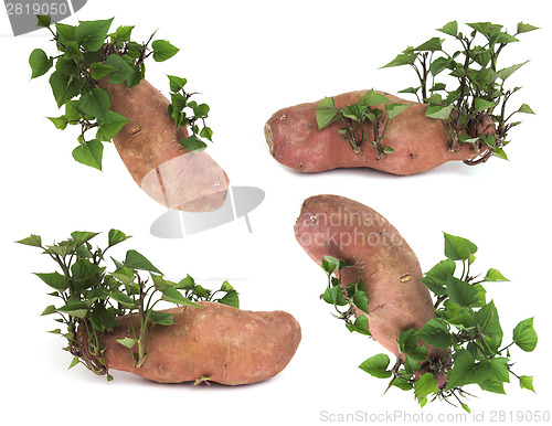 Image of Sweetpotato 