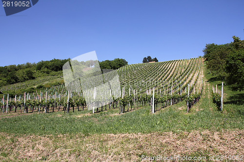 Image of Vineyard