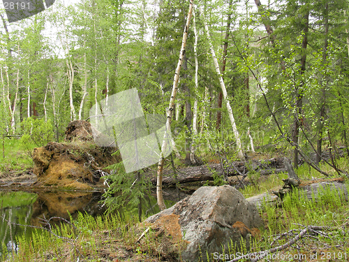 Image of Taiga on the North of Siberia