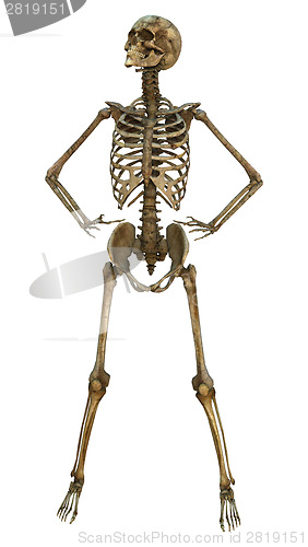 Image of Human Skeleton