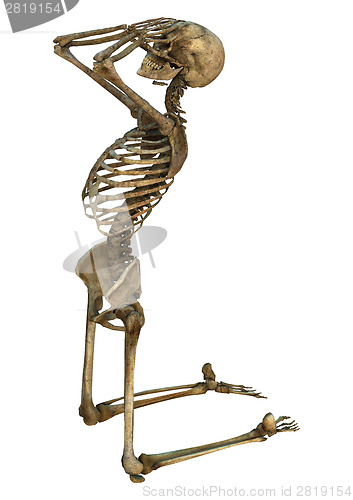 Image of Human Skeleton