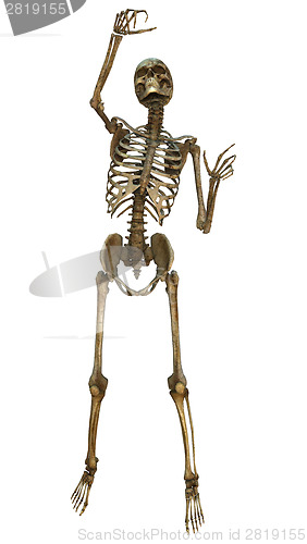 Image of Human Skeleton