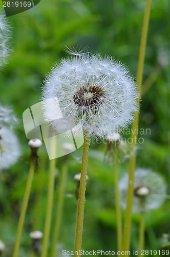 Image of dandelion