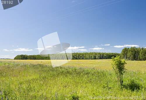 Image of blue sky, green forest and yellow field