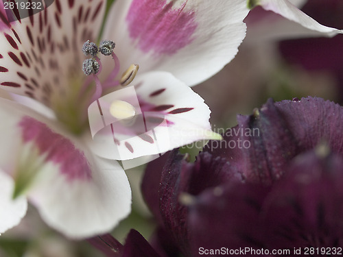 Image of alstroemeria bloom