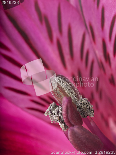 Image of alstroemeria flower