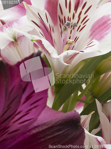 Image of alstroemeria flower