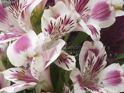 Image of alstroemeria flower