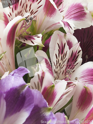 Image of alstroemeria flowers