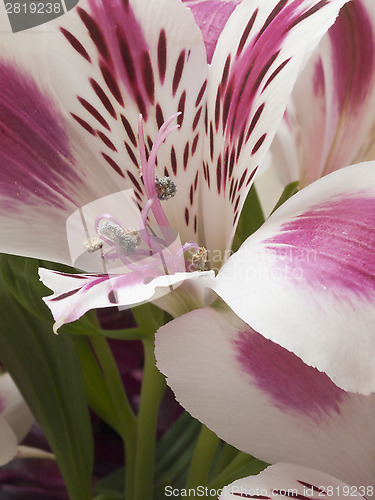 Image of alstroemeria flower