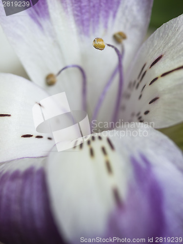 Image of alstroemeria bloom