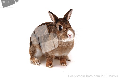 Image of small brown bunny (pet) 