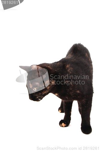 Image of young black cat isolated 