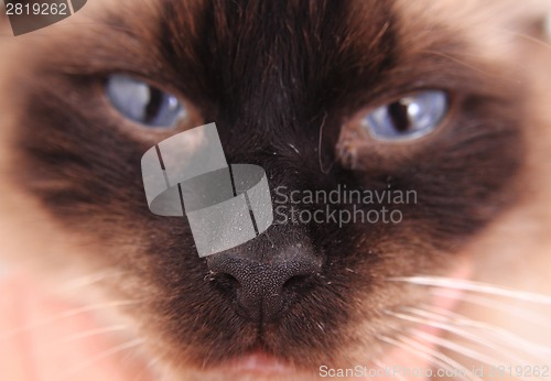 Image of ragdoll cat face with blue eyes