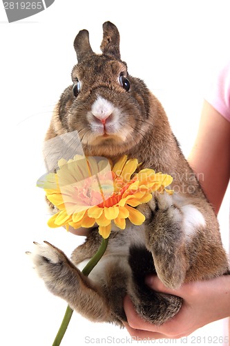 Image of small brown bunny (pet) with yellow flower 