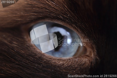 Image of nice blue cat eye 