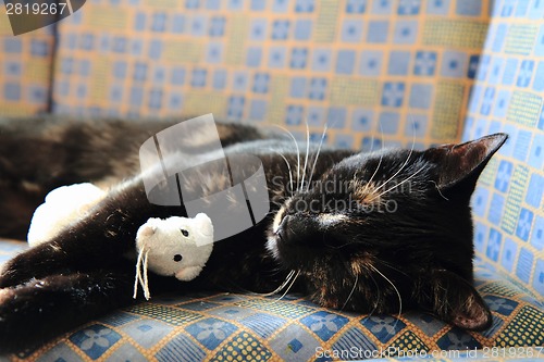 Image of young black cat and white mouse toy 