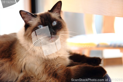 Image of ragdoll cat is resting