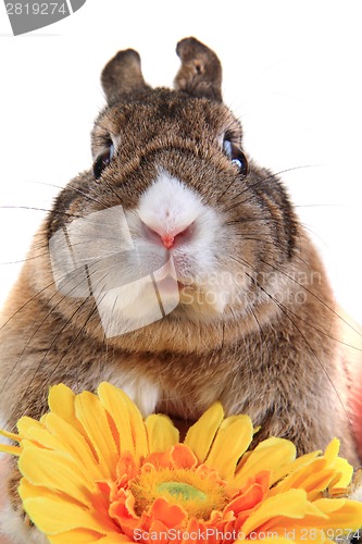 Image of small brown bunny (pet) with yellow flower 