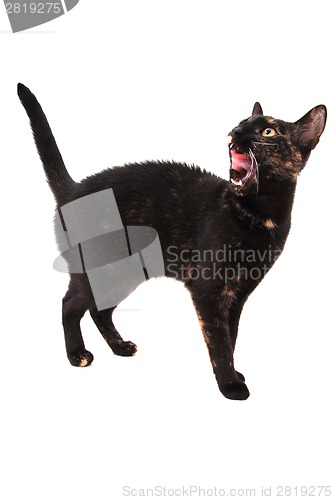 Image of young black cat isolated 