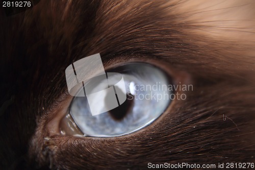 Image of nice blue cat eye 