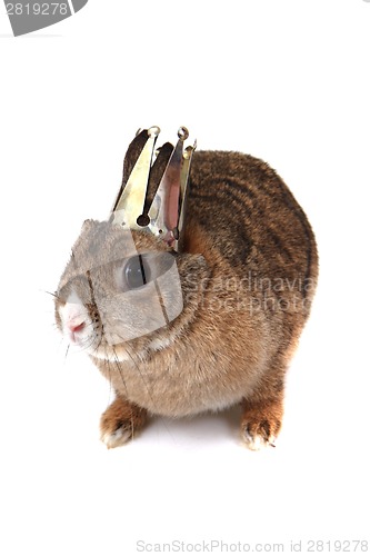 Image of small brown bunny (pet) as princess