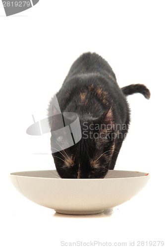 Image of black cat eating meat 