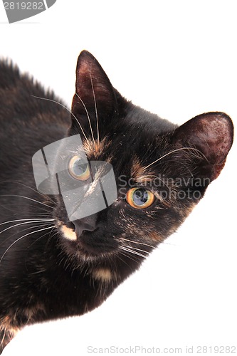 Image of young black cat isolated 