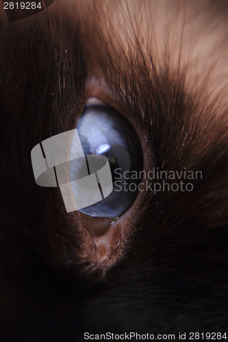 Image of nice blue cat eye 