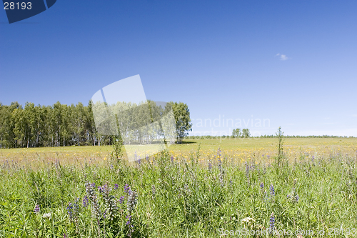 Image of blue sky, green forest and yellow field