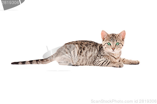 Image of A Tabby Kitten on White