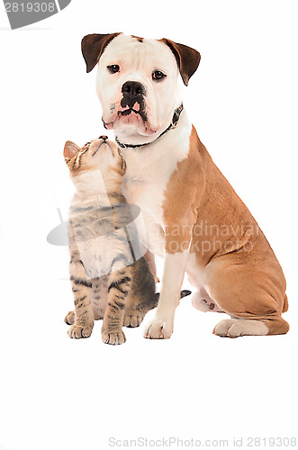 Image of A kitten and dog on white